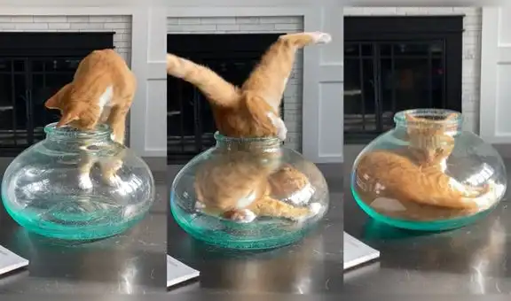 Gatita ‘contorsionista’ mete su cuerpo por completo dentro de un pequeño recipiente