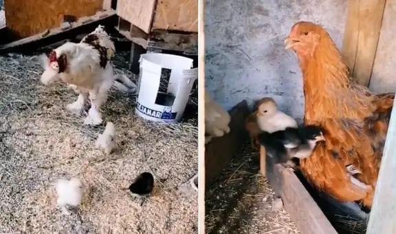 TikTok viral: pollitos desobedecen a su mamá gallina y son ‘corregidos’ por su papá gallo
