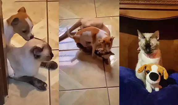 Gata se encariña con cachorro, pero este fallece y ella lo recuerda con un peluche