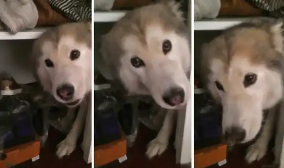 Perrita de raza husky siberiano no ‘quiere’ que su dueña agarre sus zapatos para salir sola