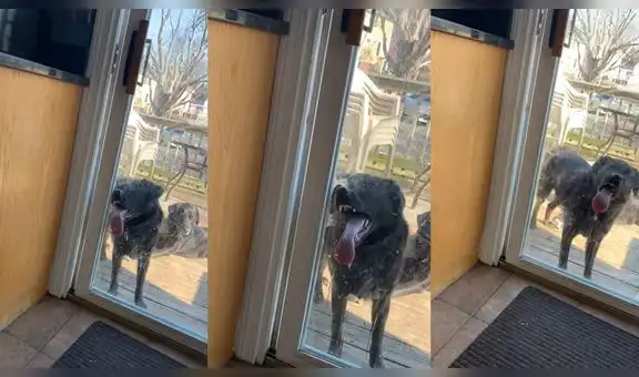 Perrito tiene extraño gusto por morder y lamer el vidrio de la puerta deslizadora