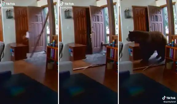 TikTok: Gigante oso salvaje entra a una casa de forma violenta en búsqueda de comida