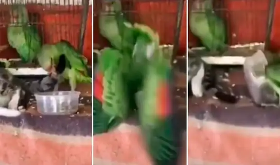 Gato reacciona furiosamente al sentir que un travieso lorito le pica la cola
