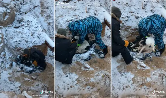TikTok viral: perrita no abandona a sus crías pese a permanecer bajo la fría nieve