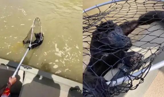 TikTok viral: turistas rescataron a un mono aullador varado en un río con ayuda de la Marina