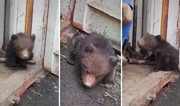 TikTok viral: hombres rusos encuentran a osezno temblando de frío y deciden auxiliarlo