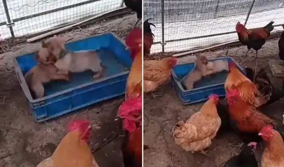TikTok viral: cachorros protagonizan pelea dentro de un corral lleno de gallinas