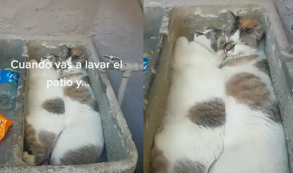 TikTok viral: intenta limpiar su patio, pero descubre a sus gatos durmiendo en el lavadero