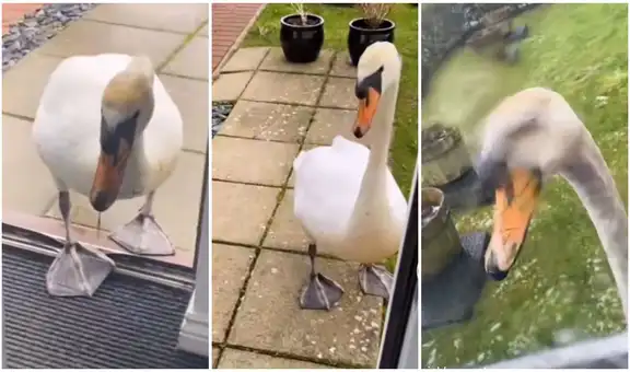 TikTok viral: mujer encuentra un cisne y este decide seguirla a donde quiera que vaya