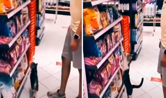 TikTok viral: gatita va al supermercado y ‘pide’ a su dueño que le compre su galleta preferida