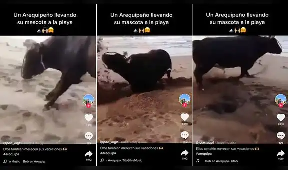 Torito disfruta de sus vacaciones en la playa ‘bailando’ al ritmo del carnaval arequipeño