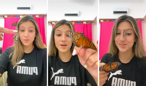 TikTok viral: joven muestra sus dos mariposas y explica cómo criarlas cuando son orugas 