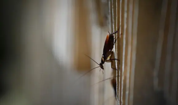 ¿Cómo eliminar las cucarachas de mi casa? 8 remedios caseros para matar estos insectos