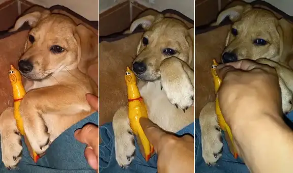 TikTok viral: hombre bendice a su cachorro a la hora de dormir y este ‘pide’ que haga lo mismo con su juguete