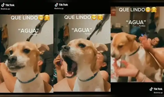TikTok viral: menciona la palabra ‘agua’ para que su perro la imite y logra gran resultado