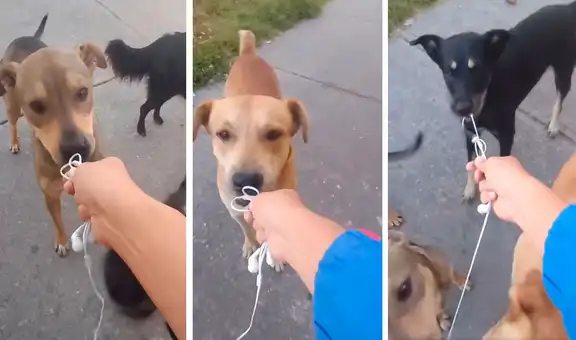 YouTube viral: se acerca a perros callejeros para ‘entrevistarlos’ y estos casi devoran su micrófono