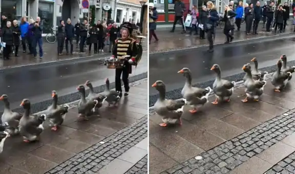 TikTok viral: gansos sorprenden al marchar por las calles junto a una pequeña banda musical