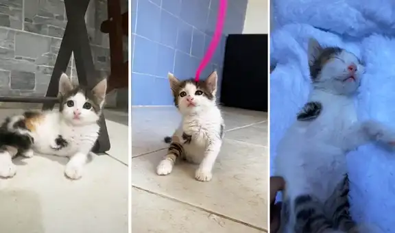 TikTok viral: gatita sin una patita era rechazada, pero cautiva a una joven y consigue hogar