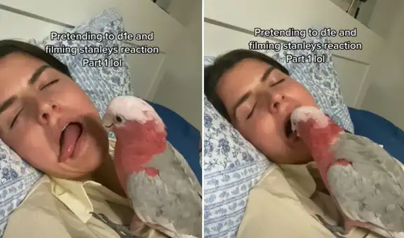 TikTok viral: joven simula hacerse el muerto y su lorito tiene divertida reacción