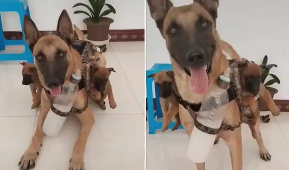 ‘Papá’ perruno enternece a miles en TikTok al cargar a sus 2 bebés en un chaleco