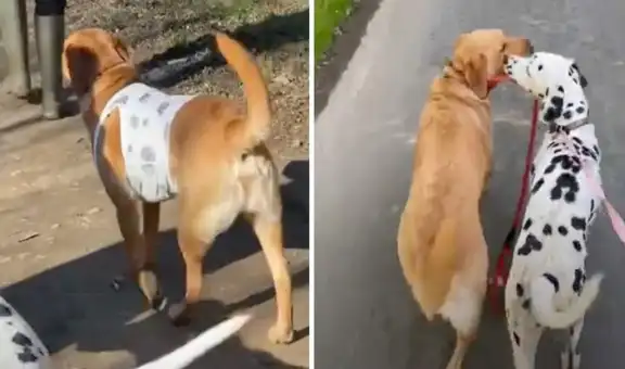 TikTok viral: disfraza a su labrador de un dálmata para que no se sienta excluido de reunión canina