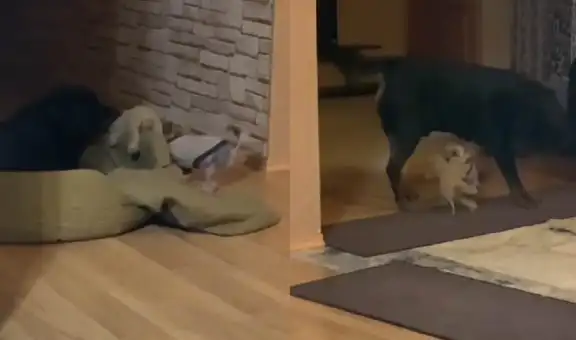 TikTok viral: perrito ‘roba’ el peluche de su ‘amigo’ y evita que este lo atrape
