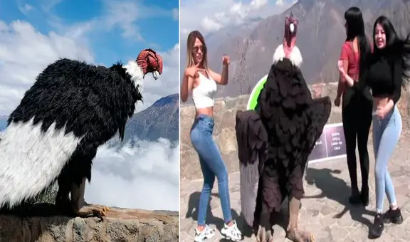 El talento del ‘cóndor humano’ causa furor en el Colca y las redes sociales 