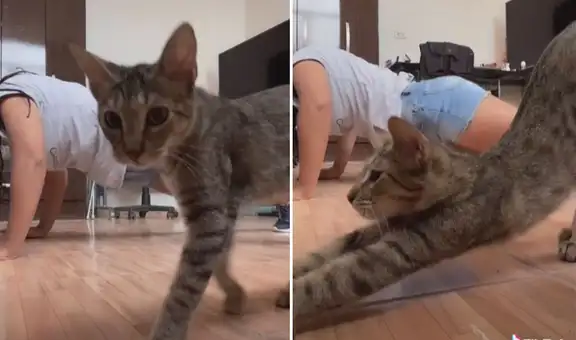 Gato ve a su dueña haciendo un paso de baile en el piso y se pone a su lado para imitarla 