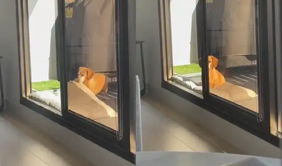 Perrito decide llevar su cama al patio de su casa para descansar mientras ‘toma el sol’