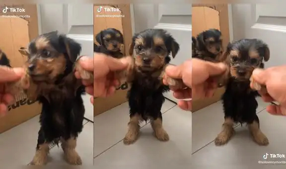 Perrito realiza un alegre coreografía de cumbia con su cuidadora y cautiva en TikTok