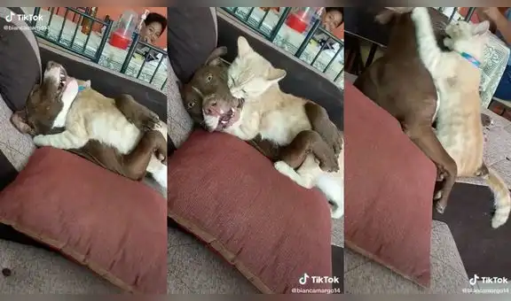 Dos mascotas se vuelven virales en TikTok al ser captadas descansando juntas en un sofá