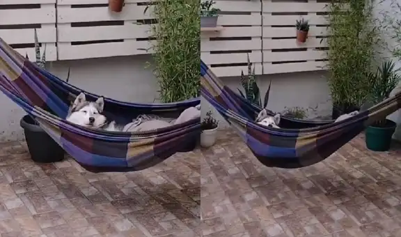 Joven encuentra a su perro descansando en la hamaca que instaló en el patio de su casa