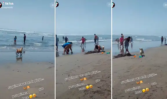 Perrito va a la playa por primera vez y al no encontrar un árbol, alza la patita sobre bañista