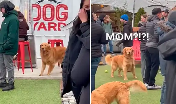 Perro se desespera al no encontrar a su dueña y conmueve con su reacción a miles en YouTube 
