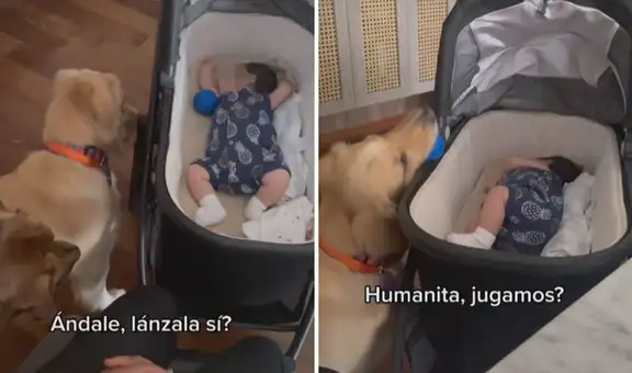 Perro lanza su pelota a la bebé de su dueña para jugar con ella y espera que se la devuelva