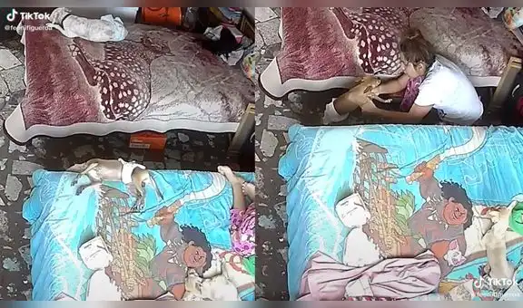 Perrito se cae de la cama mientras duerme y hace reír a usuarios de TikTok