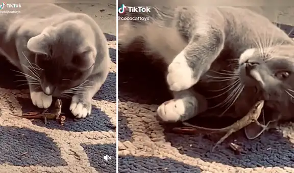 Gato se acerca sigilosamente a una lagartija para jugar, pero termina sufriendo un incidente