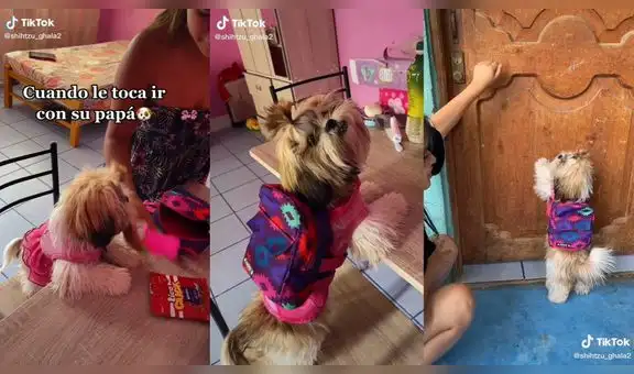 Mujer alista mochila de su mascota para que visite el hogar de su dueño y perrita se alegra