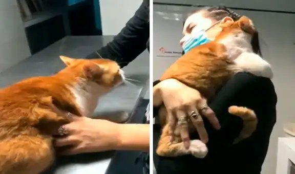 Gato se aferra a su dueña para que no lo deje solo en el veterinario y cautiva en Facebook