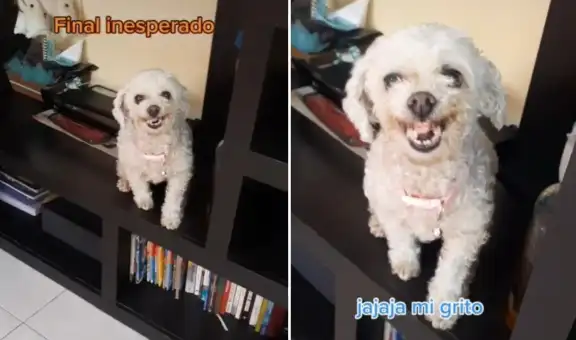 Perrito se ‘enoja’ cuando su dueña lo compara con un gato y reacción es viral en TikTok