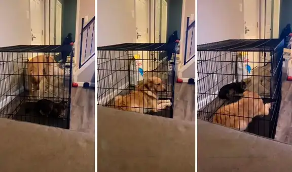 Perro persigue a un gato, pero cae en su trampa y termina encerrado dentro de una jaula