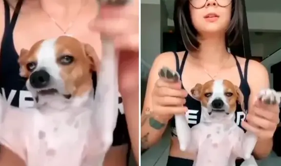 Perro muestra su aburrimiento cuando su dueña quiere bailar con él y hace reír en TikTok