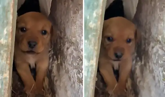 Pequeño cachorro se ‘enoja’ y cautiva a miles en TikTok con sus tiernos ladridos