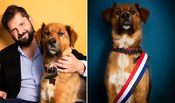 Brownie Boric, la mascota presidencial que sacudió la redes con el título de ‘primer perro de la República’