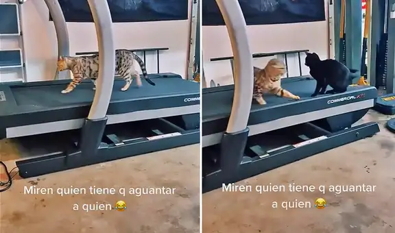 Gatito es regañado por no dejar que su ‘amigo’ felino entrene en la caminadora eléctrica