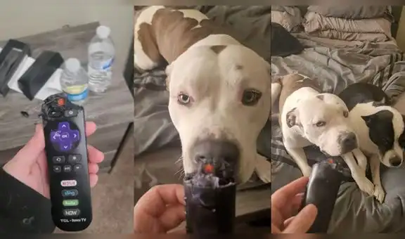 Perrito destroza el control remoto de la televisión y su dueña lo confronta por su travesura