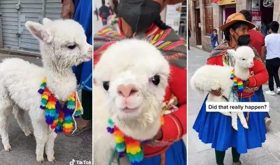 Turista se niega a cargar una llama y esta lo sorprende escupiéndole