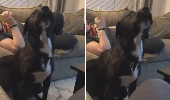 Perro oye una pegajosa música y sorprende en TikTok con unos curiosos ‘pasos de baile’