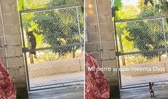 Perrito sorprende en TikTok al trepar unas rejas para ingresar a la casa de su dueña