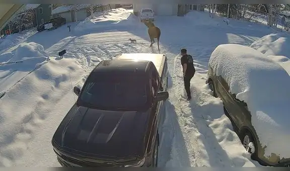 Pequeño perrito se enfrenta a un enorme alce y sorprende a miles en YouTube